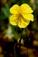 L'Hélianthème jaune : symbole du LIFE