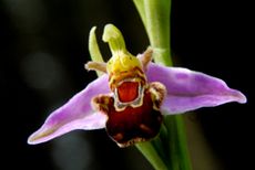 L'Ophrys abeille